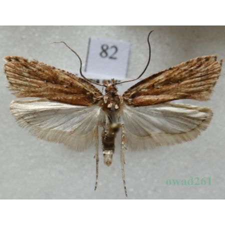 Agonopterix ciliella (Stainton, 1849) Czech82